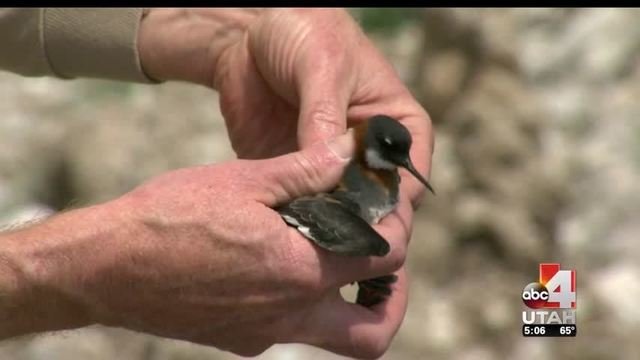 Injured bird
