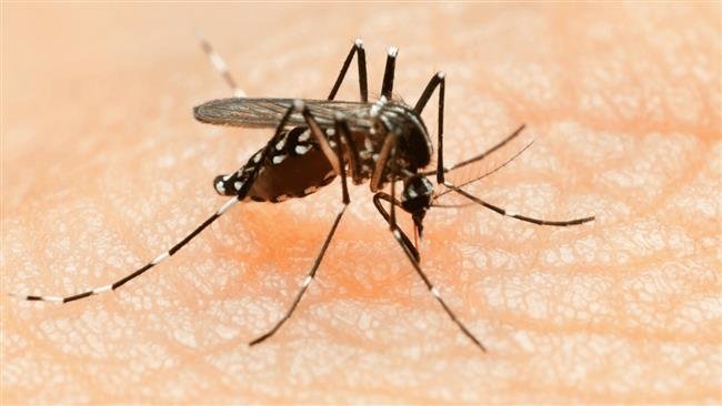 aedes aegypti mosquito