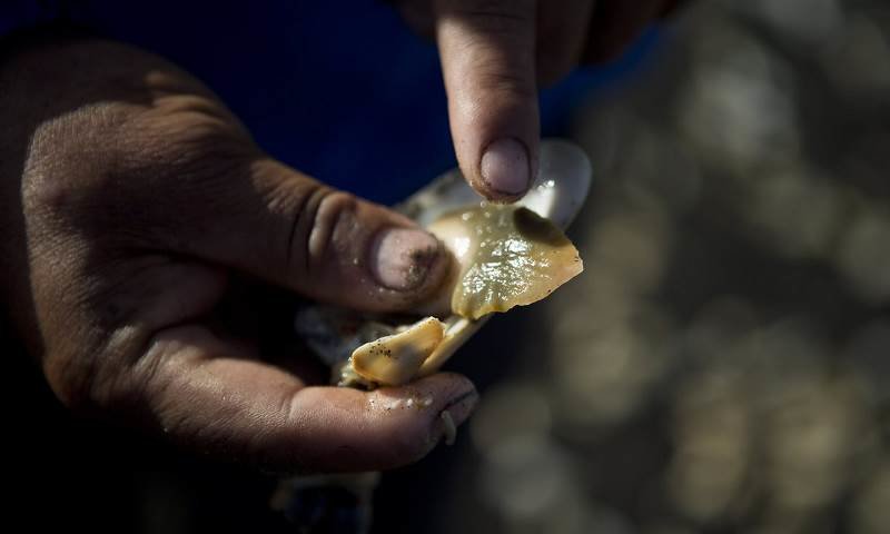 chile red tide fishing disaster