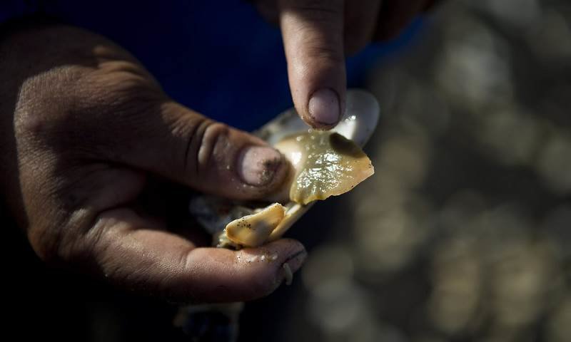 Click to enlarge chile red tide fishing disaster
