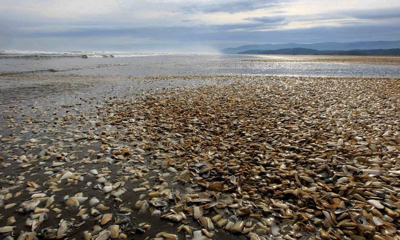 chile red tide 