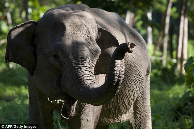 An endangered Sumatran elephant charged a woman who was taking photographs before picking her up with its trunk and trampling her to death (file picture)