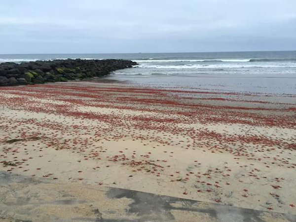 Thousands of shrimp wash ashore in Imperial Beach.