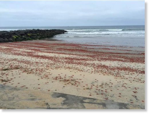 Thousands of shrimp wash ashore in Imperial Beach.