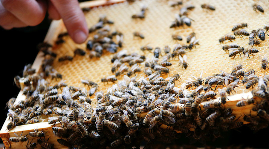 Click to enlarge bees honey