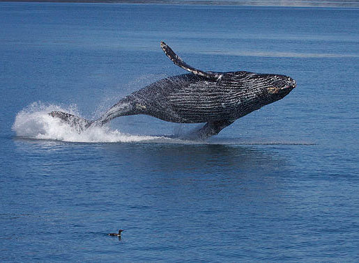 Humpback whale