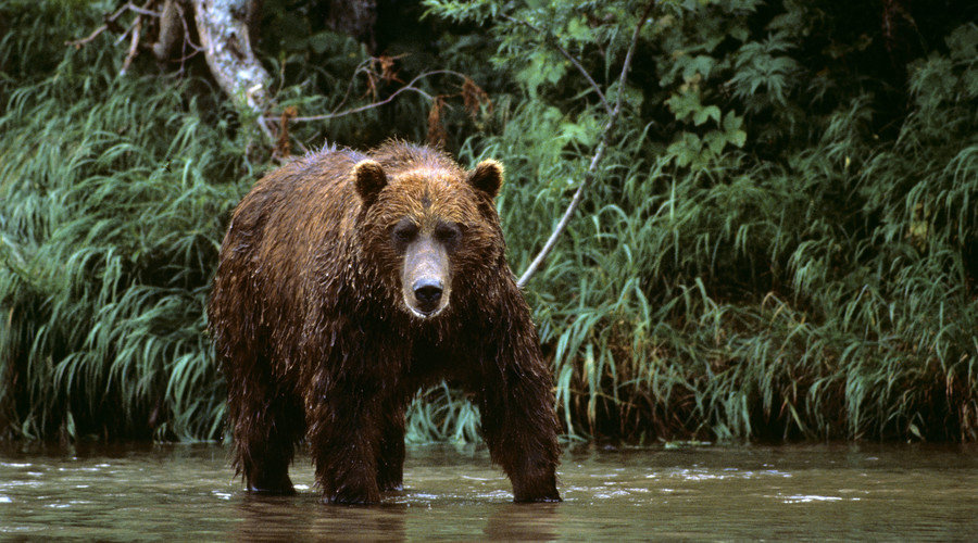 Russian bear