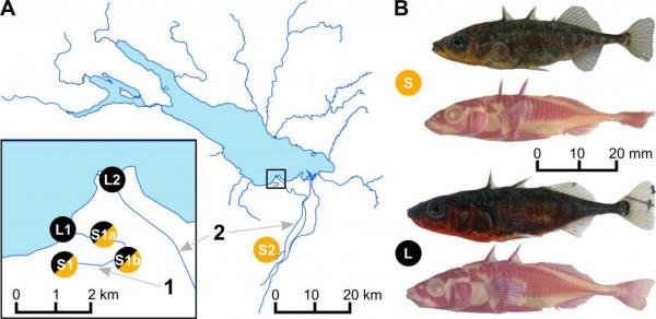 fish diverging two species