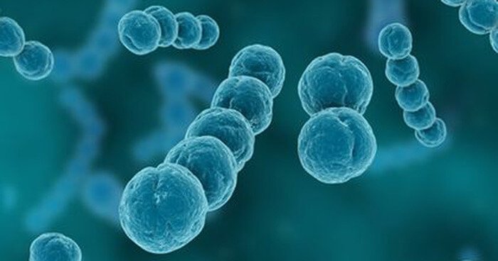Click to enlarge microbes