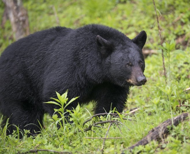 Click to enlarge Rangers in the Great Smoky Mountains National Park are investigating a hiker's report that he was bitten by a black bear while he slept along the Appalachian Trail.