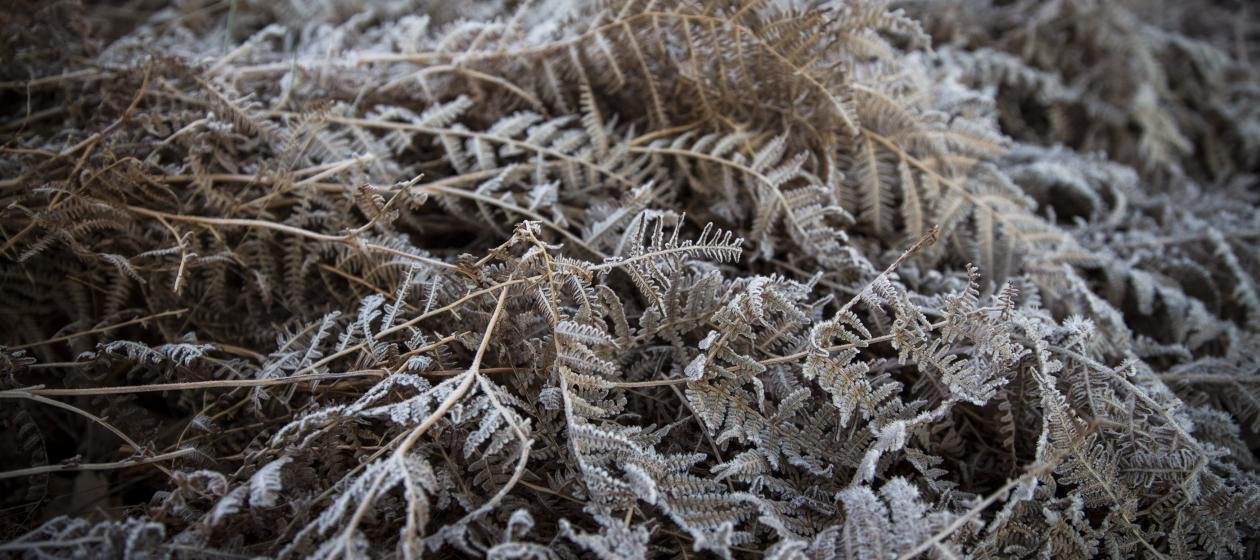 ice-making bacteria