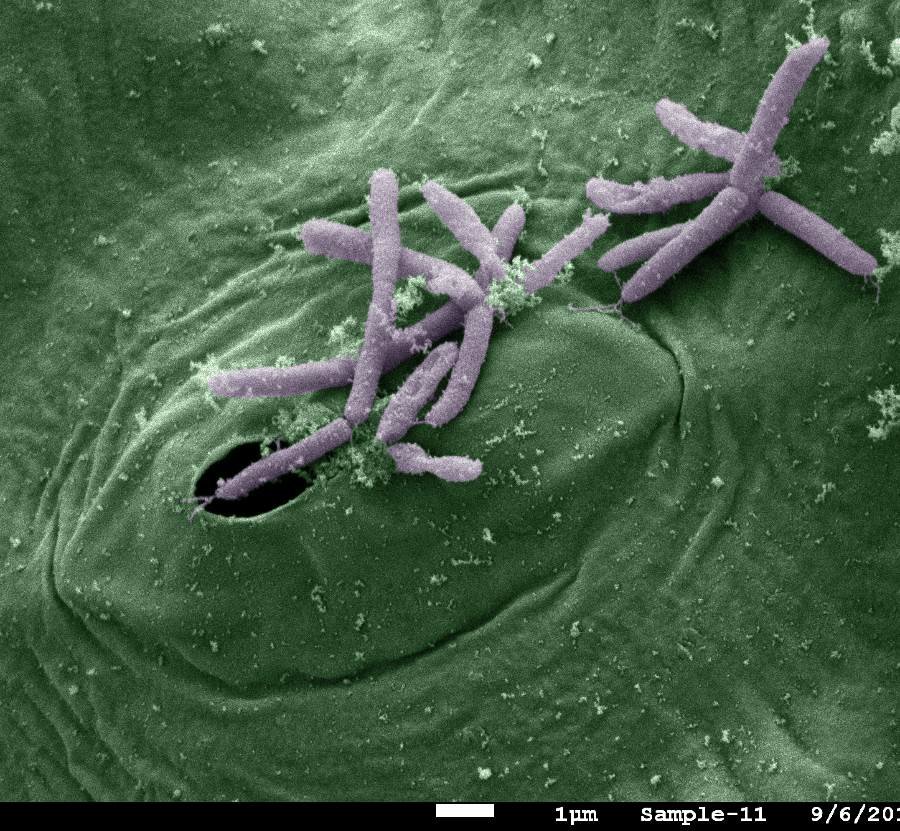 ice-making bacteria