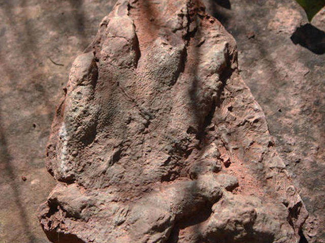 Click to enlarge Dinosaur tracks