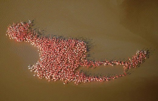 Click to enlarge Flamingo