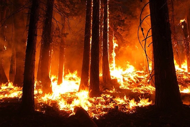 Forest fire in Siberia