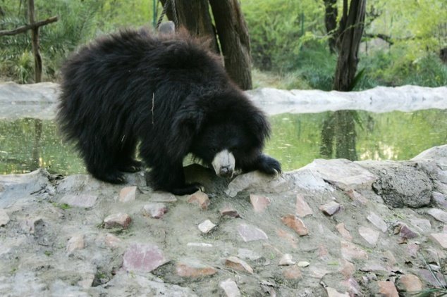 Sloth bears are found in India, Nepal, Sri Lanka and Bhutan but shrinking habitats and rampant poaching have reduced their numbers 
