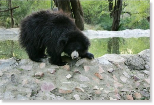 Sloth bears are found in India, Nepal, Sri Lanka and Bhutan but shrinking habitats and rampant poaching have reduced their numbers 