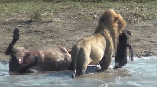 Isn't nature awesome? Humans flip out over lion eating unborn buffalo - no wonder they're clueless about Syria