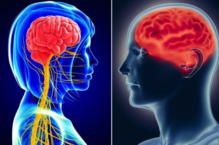 male female brains