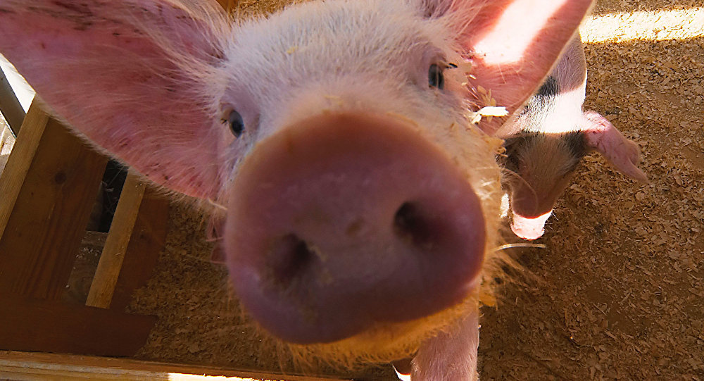 piggy