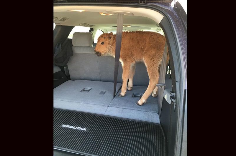Click to enlarge yellowstone_bison_calf