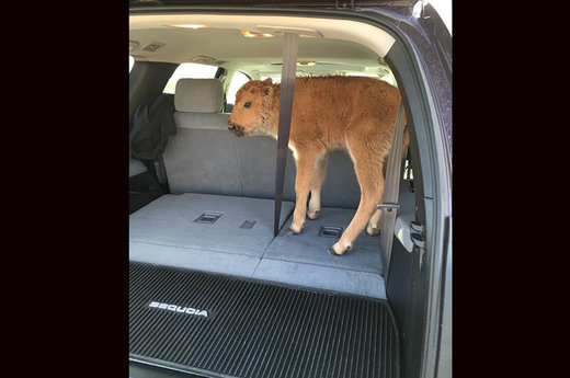 Update: Bison calf euthanized after Yellowstone tourists thought they were saving it from the cold