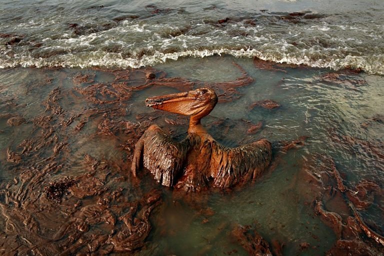 oil covered pelican