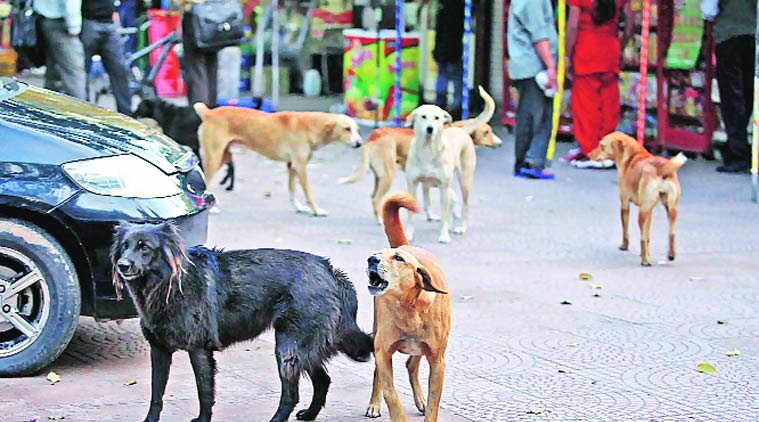 Stray dogs