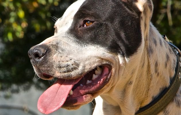  Pit bull