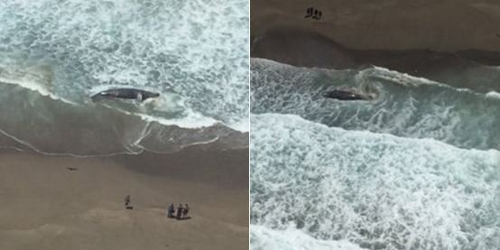 Dead whale spotted near Bodega Bay. 