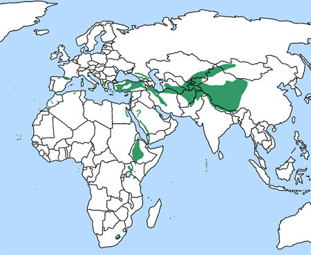 Lammergeier distribution range map