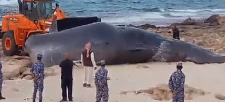 Dead whale