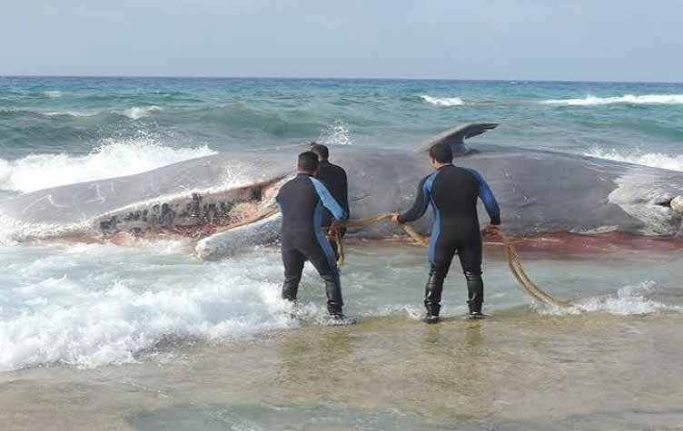 Dead whale