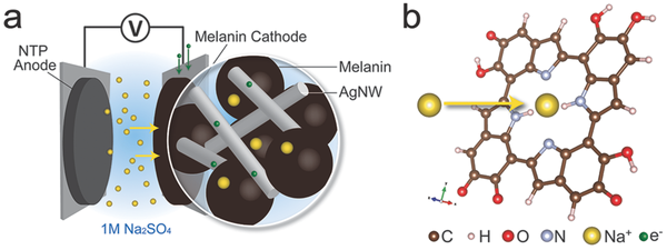 melanin battery
