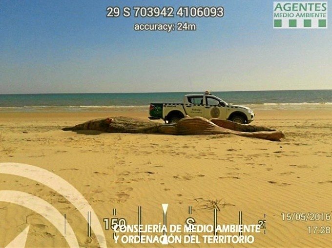 Dead whale