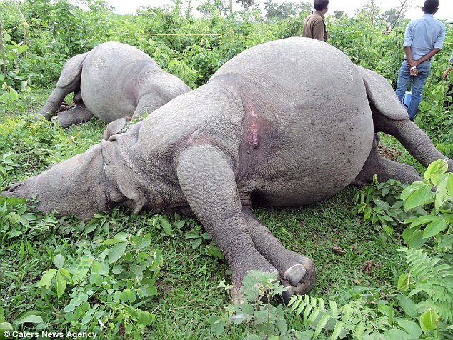 Cut down in their prime: The family had been living in the reserved forest at Gorumara National Park in India's West Bengal state for more than a decade