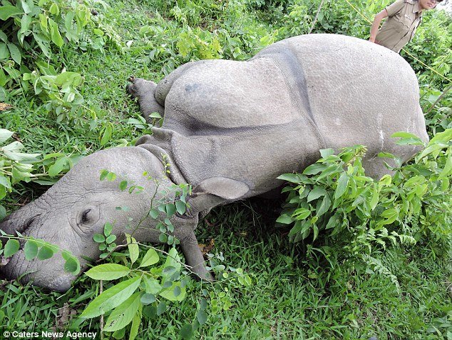 Tragedy: Officials said the 27-year-old female, a 14-year-old calf and a baby rhino were struck by a bolt that 'shook the ground' for miles