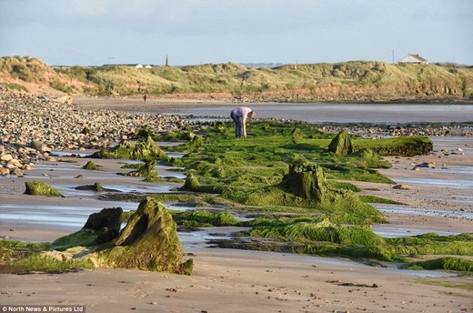 Click to enlarge northumberland ancient forest, doggerland
