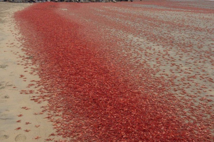 Dead crabs