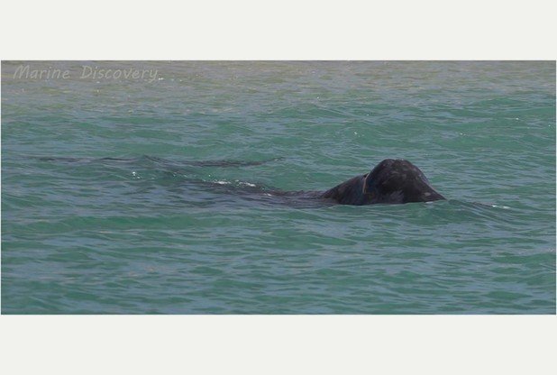 Bowhead whale
