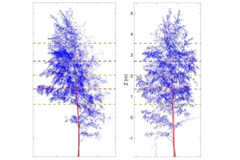 scan drooping trees, trees sleeping