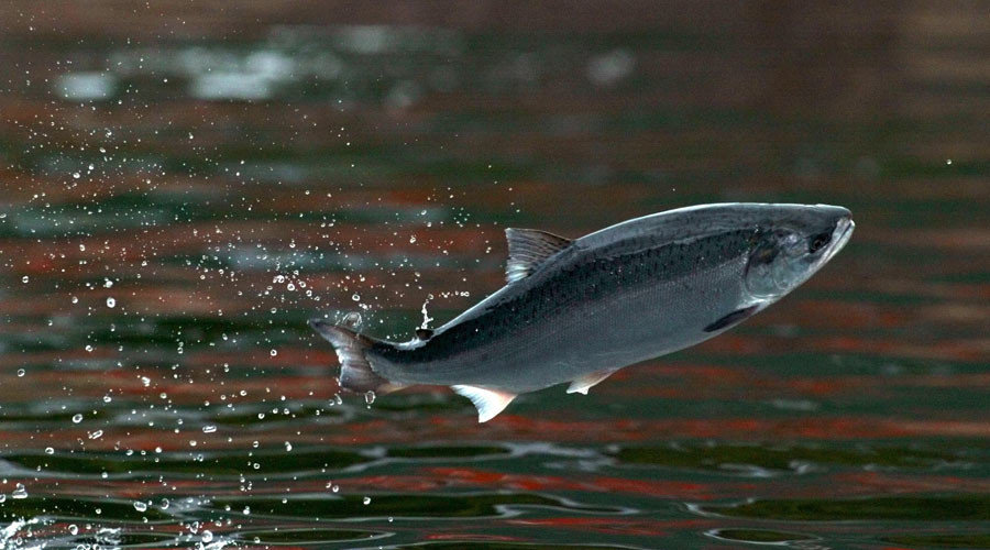 salmon