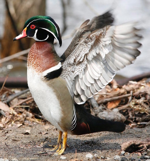 Click to enlarge woodland duck