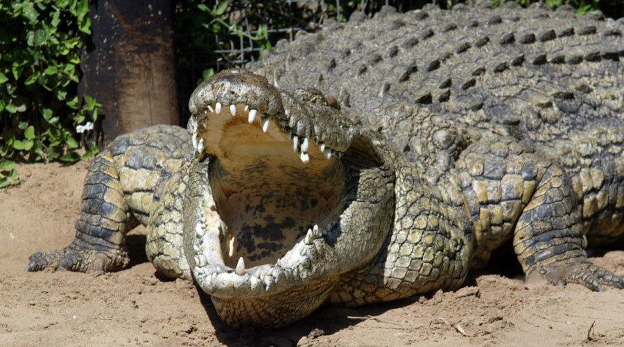 nile crocodiles florida, invasive species