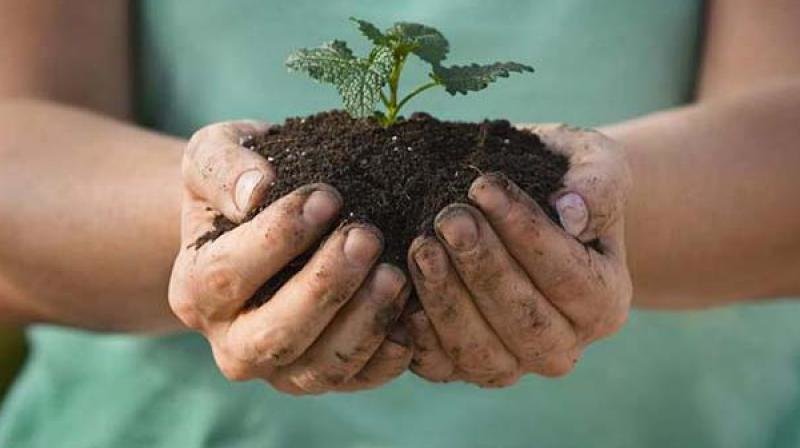 soil