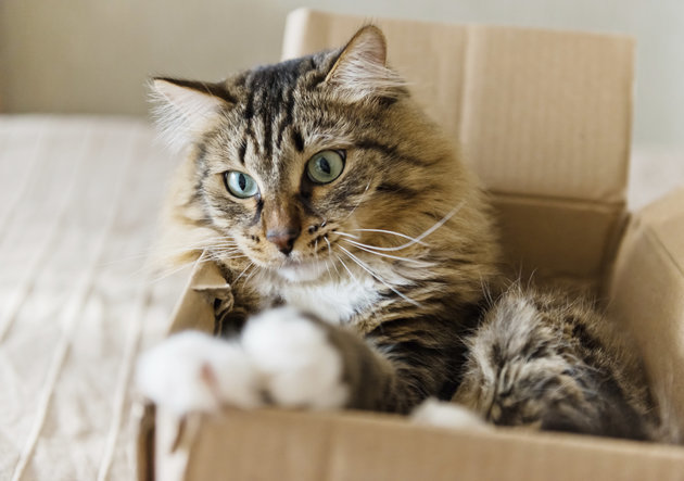 cat in a box