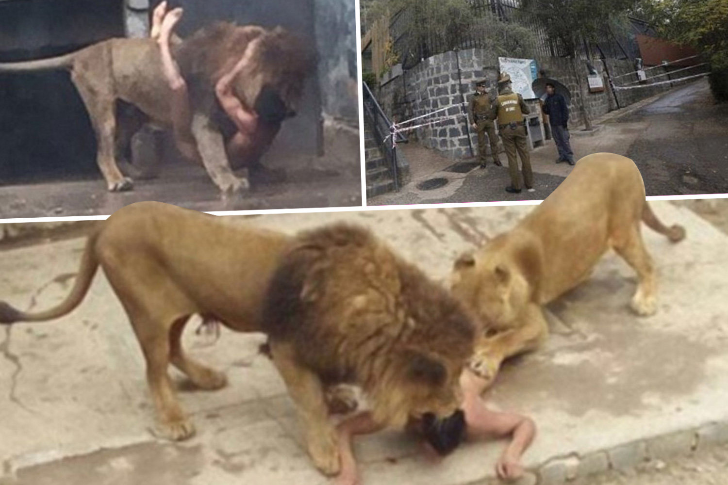 man mauled by lions