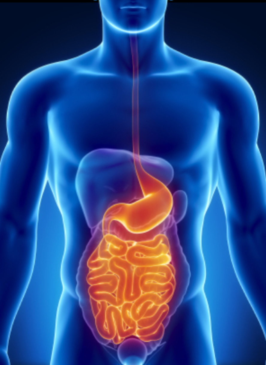 Click to enlarge Leaky Gut
