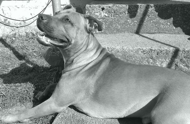 Buster, the dog that killed his owner Stephen Hodgson