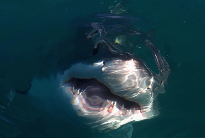 Shark